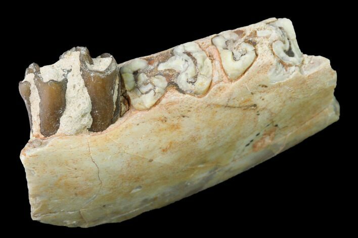 Fossil Horse (Mesohippus) Jaw Section - South Dakota #140895